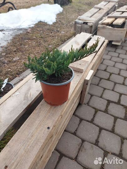 Мож-ник Блю Чип