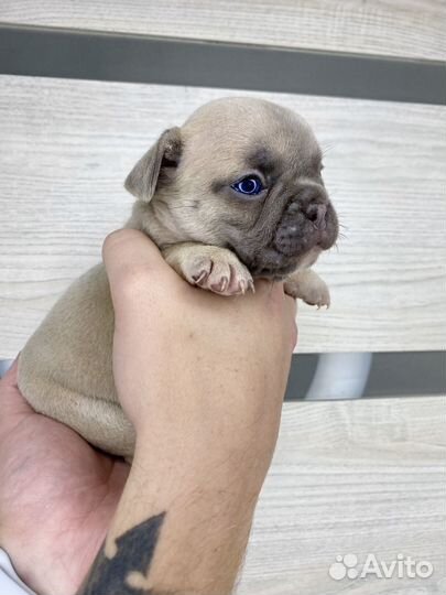 Французский бульдог девочка голубой фавн