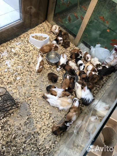 Морская свинка