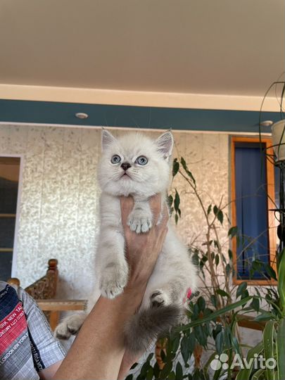 Котята шотландские