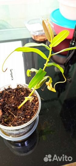 Непентос Sangvenia