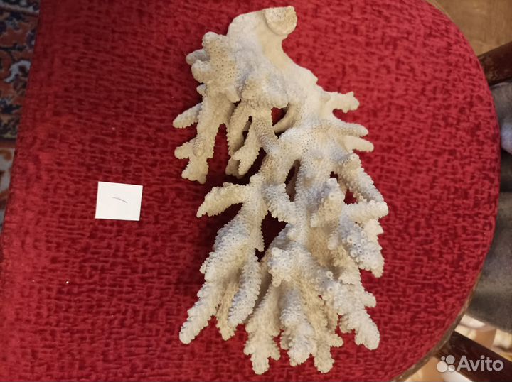 Морские кораллы