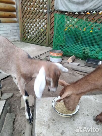 Козы двухлетки, козел на племя