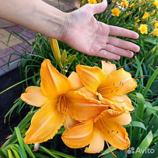 Лилейники сортовые