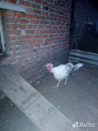 Продажа индюков