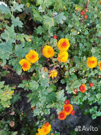 Хризантемы