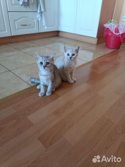 Британские котята
