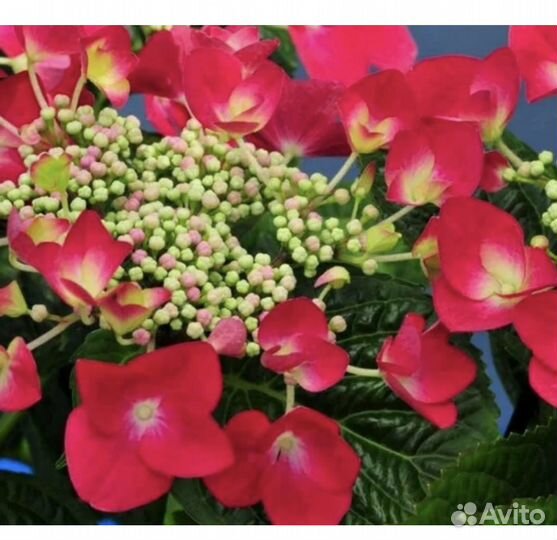 Гортензия Ред Ангел