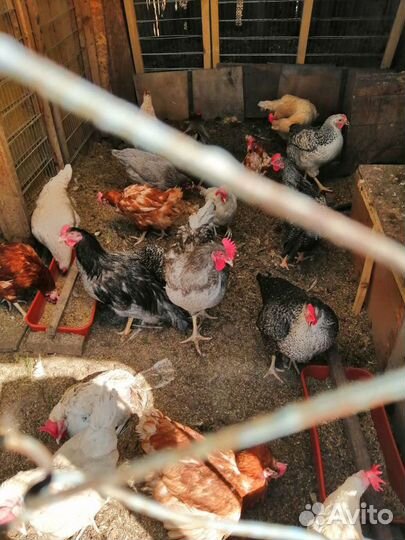 Куриный помет