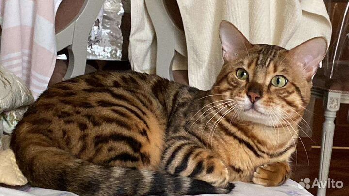 Бенгальская