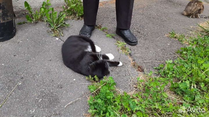 Маленькая черненькая кошечка