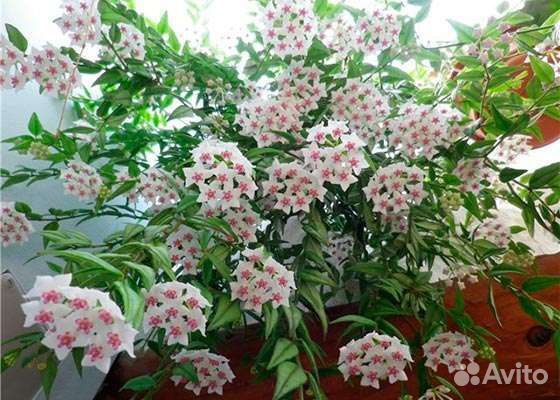 Хойя Белла прекрасная