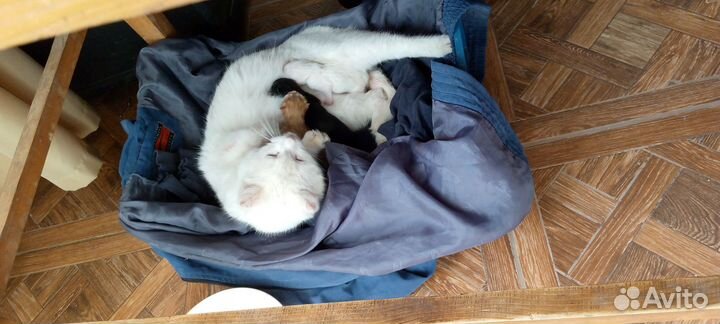 Котята бесплатно