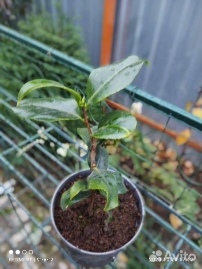 Камелия, Кальмия