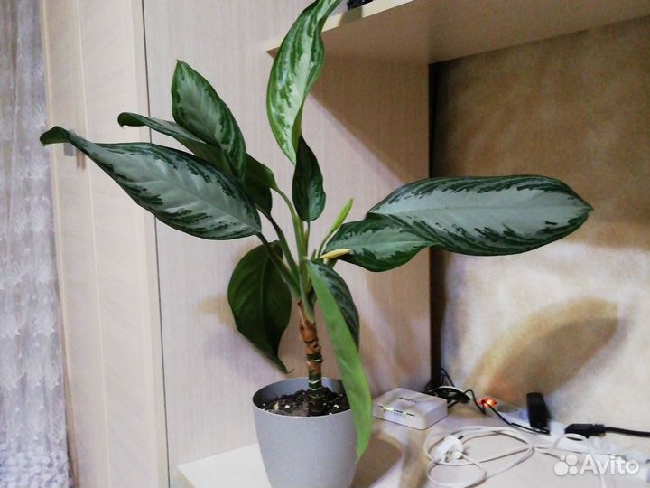 Аглаонема сильвер бей