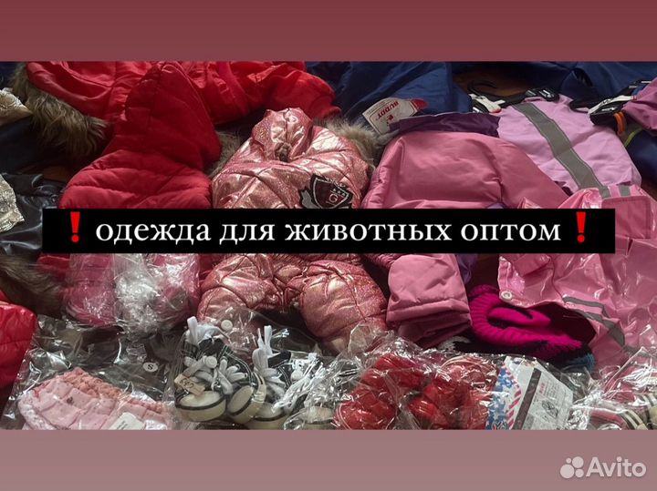 Одежда для собак