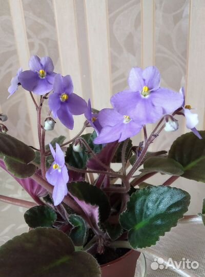 Фиалка голубая