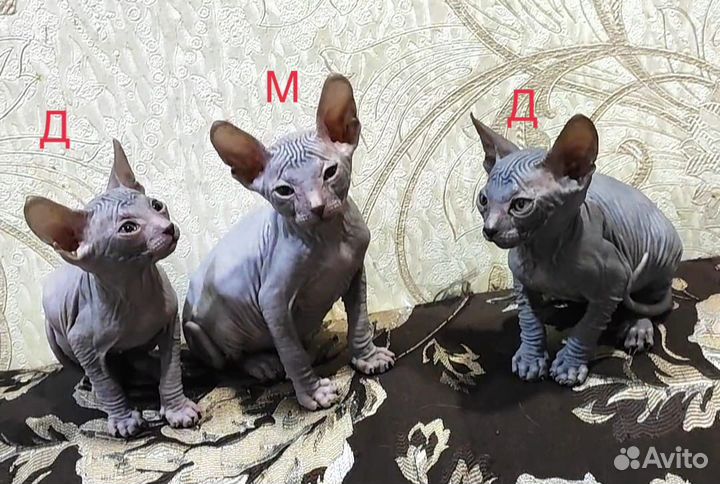 Котята сфинкс