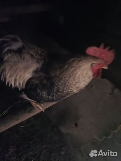 Молодые Петушки 9 месяцев