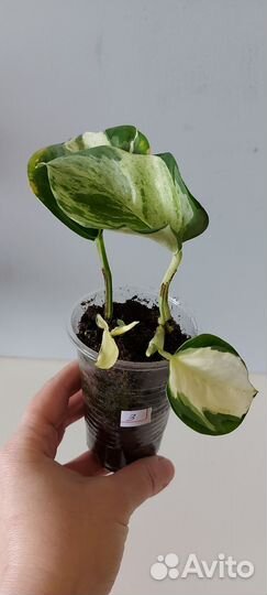 Эпипремнум хеппи лиф happy leaf
