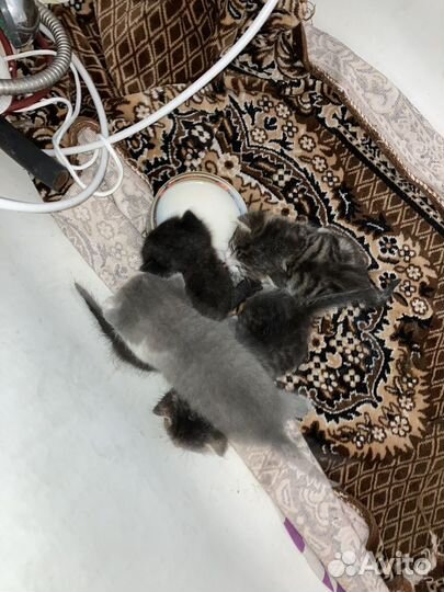 Котята в добрые руки