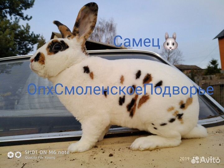 Кролики рекс