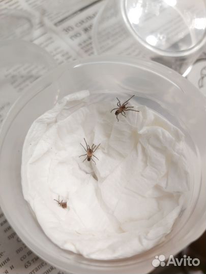 Пауки-птицееды разных видов