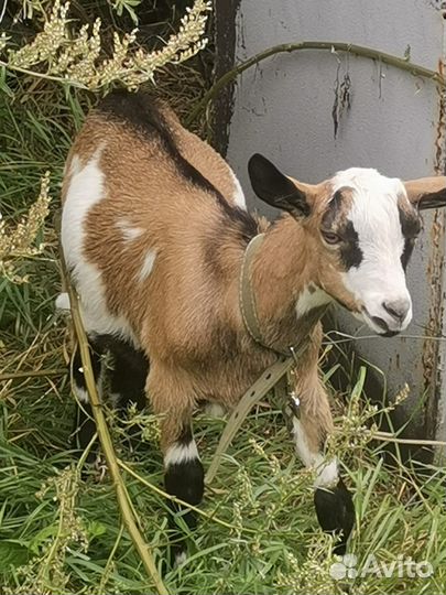Продаётся козлик