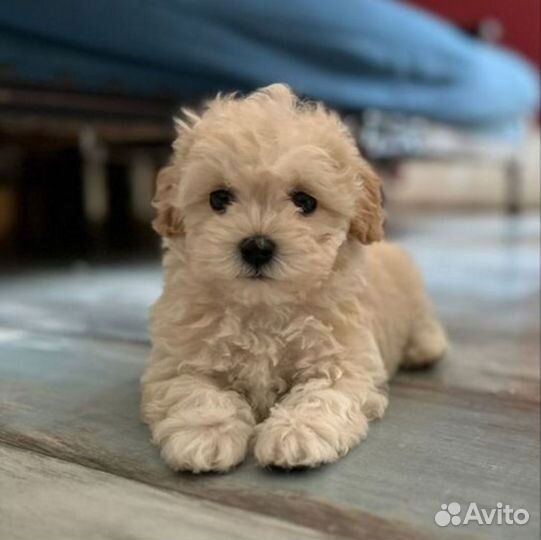 Мальтипу мини