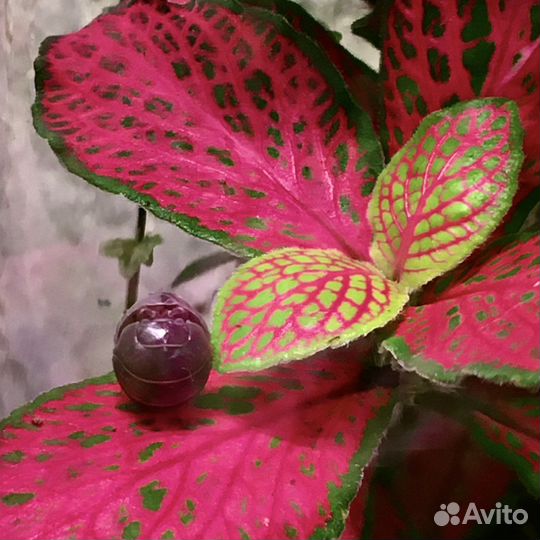 Мокрички Кивсяки