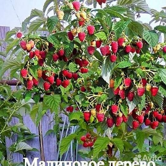 Саженцы малины