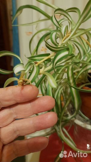 Хлорофитум кудрявый