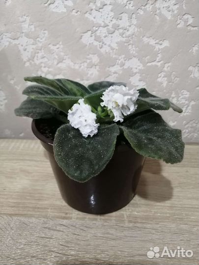 Фиалка в горшках