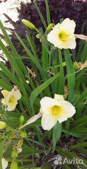 Растения для сада