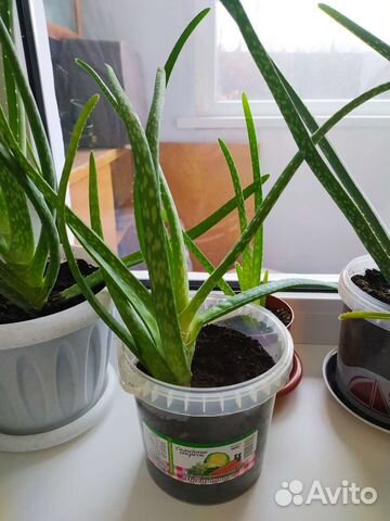 Алоэ лечебное