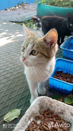 Кошка