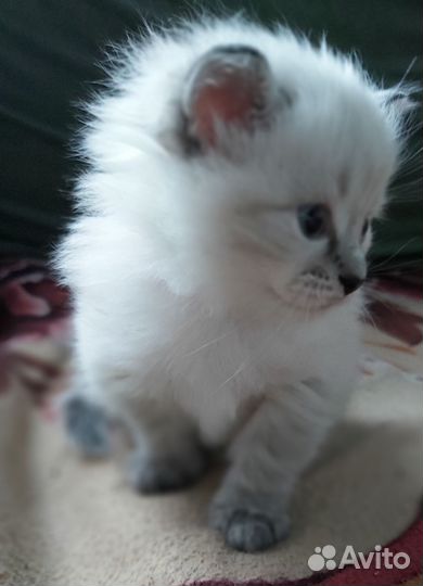 Котенок