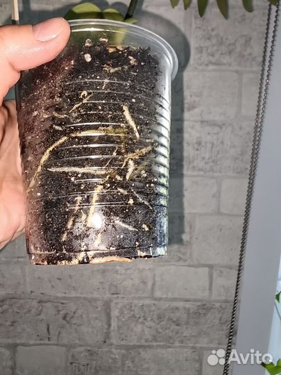 Филодендрон