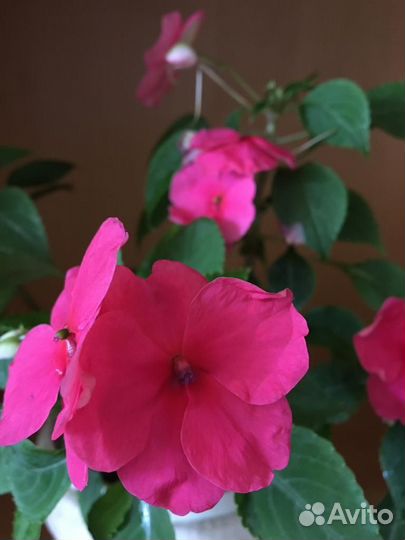 Ванька мокрый