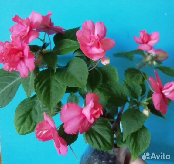 Плектрантус мята,Аихризон,Венерин волос, стрептока