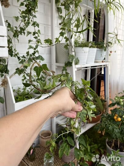 Плющ пестролистный (хедера)