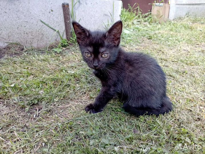 Киска в добрые ручки