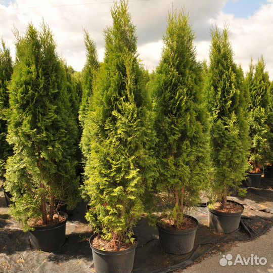 Туя колумна с гарантией