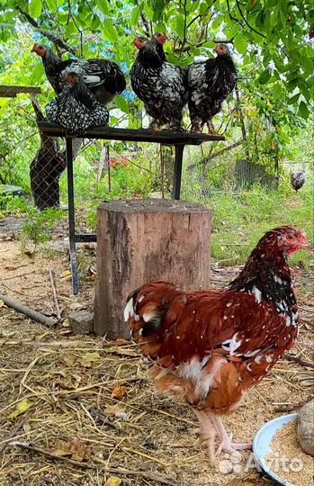 Орпингтон фарфоровый,кохинхин серебро,карлики