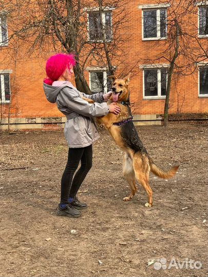 Собака Идеальный и добрый пёсик