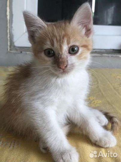 Котята в добрые руки бесплатно