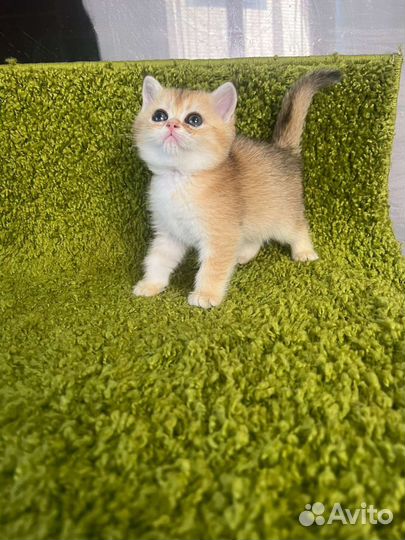 Золотые дети