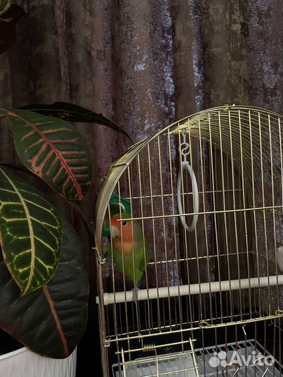 Попугай неразлучник с клеткой