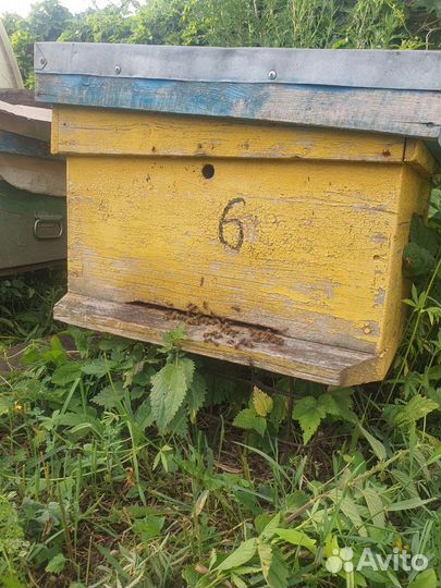 Пчелосемья с ульем