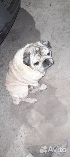 Мопс бесплатно